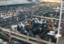 Este miércoles, Mantención a Módulo Ferias del Sistema SIPEC del SAG.