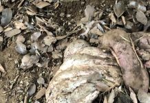 Abigeato ocurrido en Cascadas: consumo de esa carne no está apta para las personas