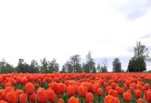 Tulipanes para el mundo, desde Osorno, Región de Los Lagos