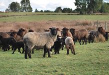 Cooperativa Cofoch: Directo a la mesa, Cordero Chilote con Sello de Origen