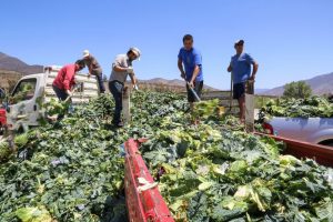 INDAP: Por redes, paquete de medidas para la agricultura familiar campesina ante sequía y COVID 19 