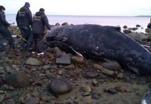 Investigan la muerte de una ballena jorobada encontrada en las costas de Calbuco