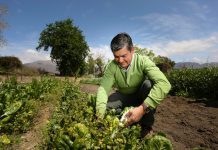 INDAP lanzó web con recomendaciones e información para la pequeña agricultura ante crisis por Covid-19