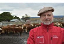 Venta de tres mil terneras con destino a china activan sector agropecuario en Punta Arenas