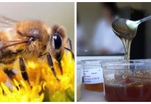 En Día Mundial de las Abejas INIA dió a conocer propiedades de las mieles de la Región de Los Lagos y Los Ríos
