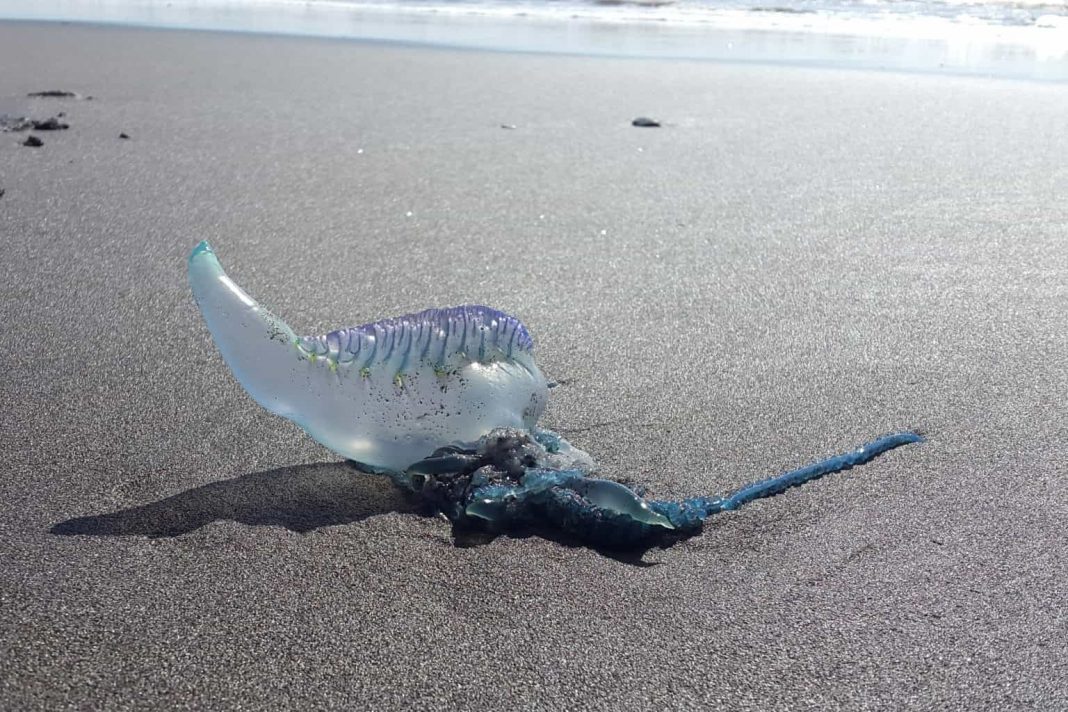 fragata-portuguesa-aton-1536x1024