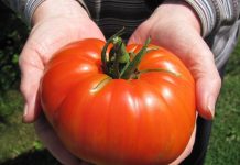 COVID-19: Científicos avanzan en desarrollo de vacuna comestible en tomates