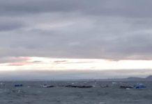 Jaulas hundidas con salmones en el Seno del Reloncaví podrían ser reflotadas el 2021