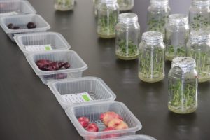 INDAP e INIA desarrollan primer programa de certificación de papa nativa en Chile