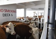 5 mil vaquillas de razas cárnicas y lácteas, exportadas a China reactivaron envíos de ganado en pie al gigante asiático.