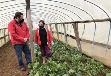 Con agricultura bajo plástico se proyecta potenciar horticultura de la región