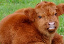 Cruzaron varias razas y lograron “vacas de peluche” del tamaño de una mascota