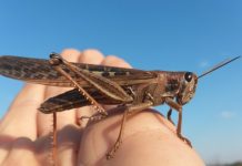 SAG trabaja en forma preventiva ante presencia de manga de langostas en Argentina