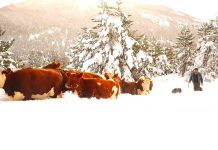 Tras intensas nevazones el Gobierno realiza un catastro para ir en ayuda de más de 350 agricultores de la provincia de Palena