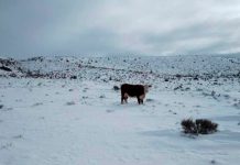 Argentina: Por fuertes nevadas, Río Negro declaró la Emergencia y Desastre Agropecuario