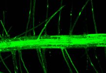 Científicos argentinos identificaron la molécula que define la absorción de agua y nutrientes de las plantas