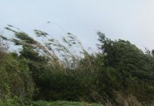 Decretan Alerta Temprana Preventiva por Vientos en la Región de Los Lagos