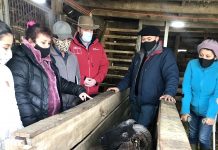 Cooperativa de San Juan de la Costa posiciona producción ovina de raza Künko