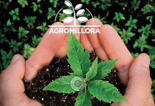 Podcast de CAMPO AL DÍA: Agromillora. Viveros y Laboratorios