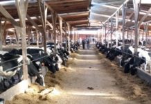 INIA e INFOR inician trabajo conjunto para mejorar potencial de mitigación de actividad ganadera del sur de Chile