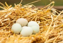 Año 2021 cerrará con producción y consumo récord de huevos