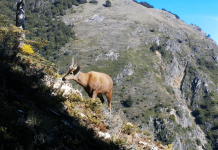 Obtienen nuevas imágenes de huemules en la cuenca del río Puelo en Cochamó