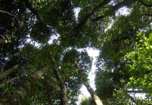 Podcast de CAMPO AL DÍA: BOSQUE NATIVO Y SUS POTENCIALIDADES