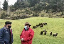 La asociatividad es clave para impulsar el potencial ovino de la Región de Los Lagos