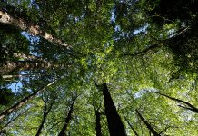 Podcast de CAMPO AL DÍA: El Bosque Nativo con Carlos Alberto Guzmán