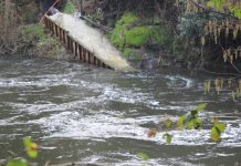 Autoridad Sanitaria inició sumario sanitario hacia la empresa de lácteos por contaminación al Río Damas