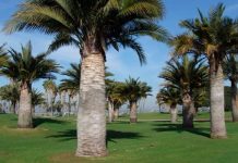 Chile clasificó con dos casos exitosos en concurso mundial en conservación