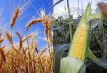 Estamos ante la segunda cosecha más grande de la historia