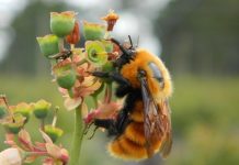 En busca de aromas artificiales de la flor del palto, para atraer insectos polinizadores