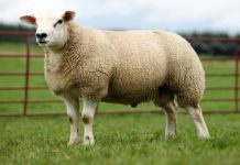 Un cordero se remató en 412 mil euros y es el más caro del mundo