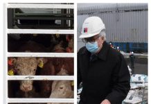 Seis mil vaquillas de raza serán exportadas a China, desde Puerto Montt