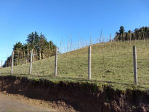 Pequeños agricultores de proyecto FIC de Santo Tomás Osorno son capacitados para instalación y manejo de viñedos