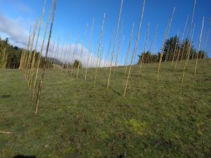 Pequeños agricultores de proyecto FIC de Santo Tomás Osorno son capacitados para instalación y manejo de viñedos