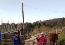 Pequeños agricultores de proyecto FIC de Santo Tomás Osorno son capacitados para instalación y manejo de viñedos