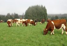 INIA: 5 años investigando sobre medio ambiente y ganadería.