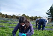 Trabajo del INIA continúa en la Región de Los Ríos