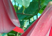 Investigadores de INIA dan a conocer avances para frenar posible extinción del Copihue