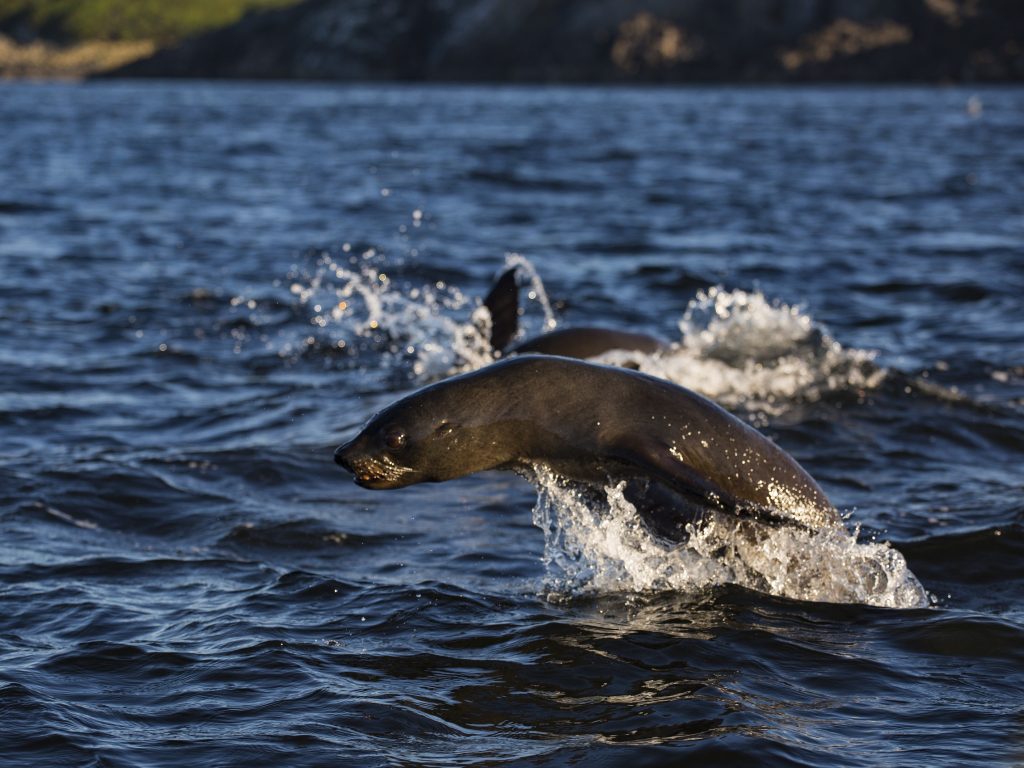 Alerta en habitantes al sur de Chiloé por polémica venta internacional de isla Guafo