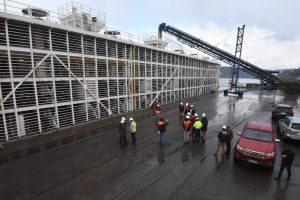 Seis mil vaquillas de raza serán exportadas a China, desde Puerto Montt