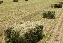 SAGO AG rechazó rotundamente la importación de forraje a territorio nacional