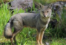 Exitosa rehabilitación y liberación de un zorro chilla efectuó el SAG en la Región