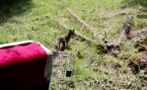 Exitosa rehabilitación y liberación de un zorro chilla efectuó el SAG en la Región
