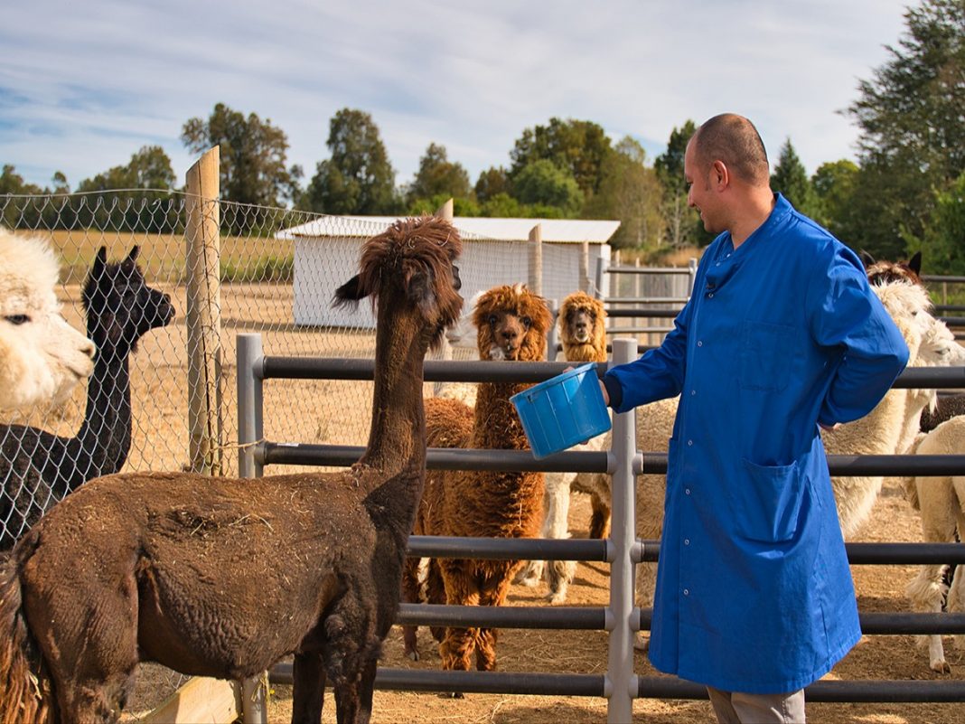 cientifico-de-la-uach-desarrollo-anticuerpo-contra-covid-19-a-partir-de-anticuerpos-de-alpaca-fe10286e3549ae6446717e70d3b06f37
