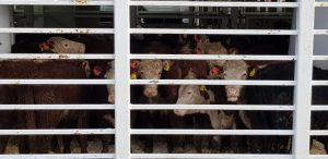 Seis mil vaquillas de raza serán exportadas a China, desde Puerto Montt