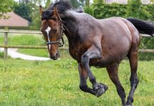 Podcast de CAMPO AL DÍA: SAG- Vacunación de caballos para evitar brotes de fiebre equina.