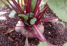 PODCAST CAMPO AL DIA : Cierre Planta Remolacha Los Angeles. Octava Región